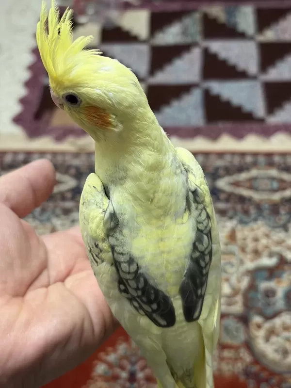 Ele Ve İnsana Çok Alişik Yavru Sultan Papağani