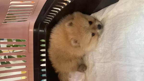 2 Aylik Pomeranian Aşilari Yapildi