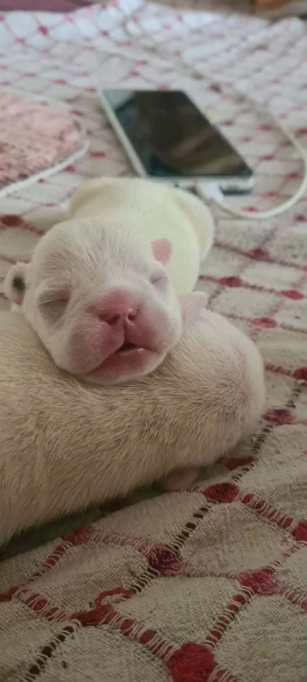 3 Haziran Doğumlu Beyaz Mavi Göz French Bulldog