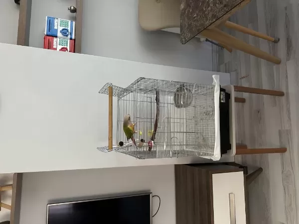 Harika 10 Aylık Konur