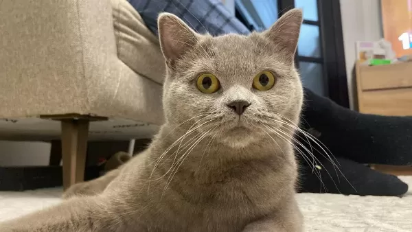 Ücretsiz Acil Sahiplenme British Shorthair