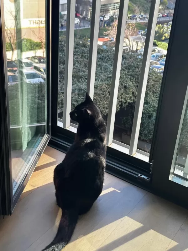Kedimiz Leyla Çok Sakin