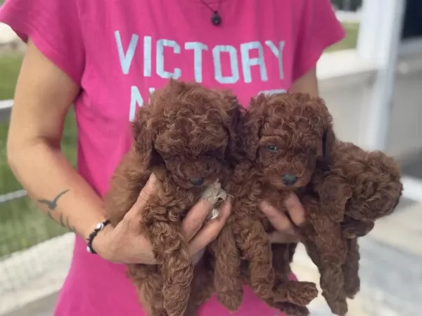 Ankaranın En Seçkin Toy Poodle Yavruları