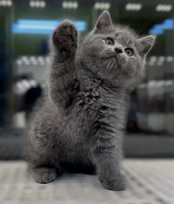 Bursanin En Seçkin British Shorthair Yavrulari