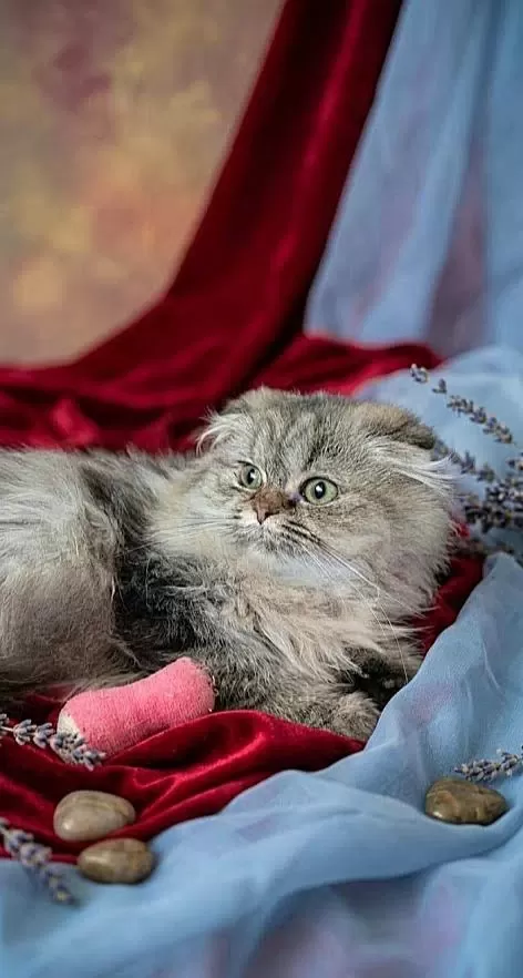 Scottish Fold Golden Dişi