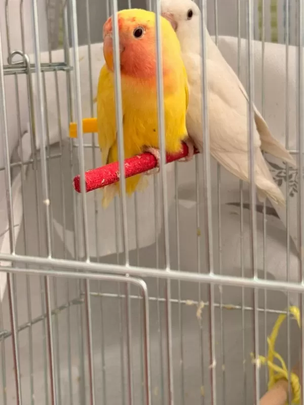 Albino Ve Lutino Takım Çift Sevda Papağanı