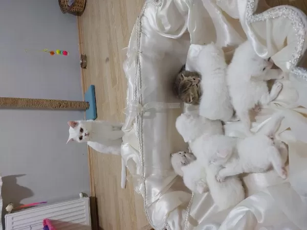 Bal Kediler Rezerveye Açilmiştir