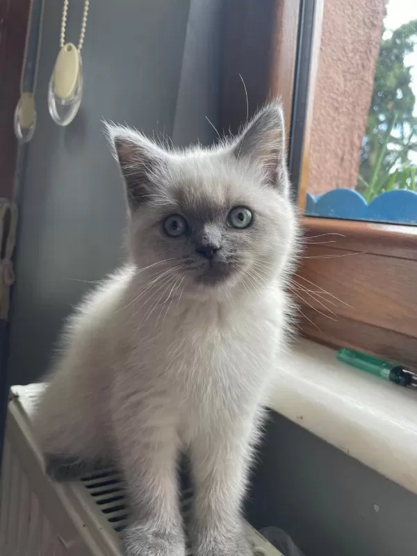 Son Kalan Erkek Yavru British Shorthair