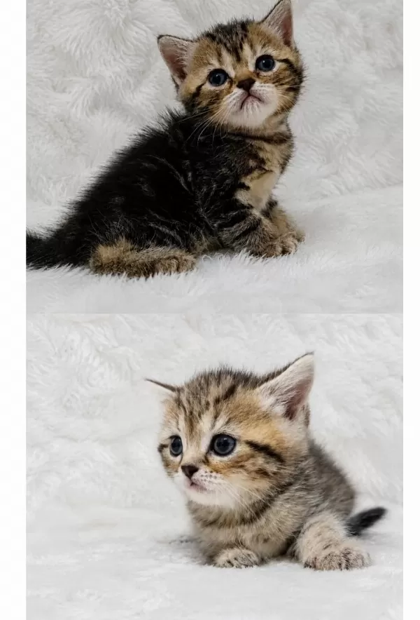 British Golden Tabby Uygun Puanlı