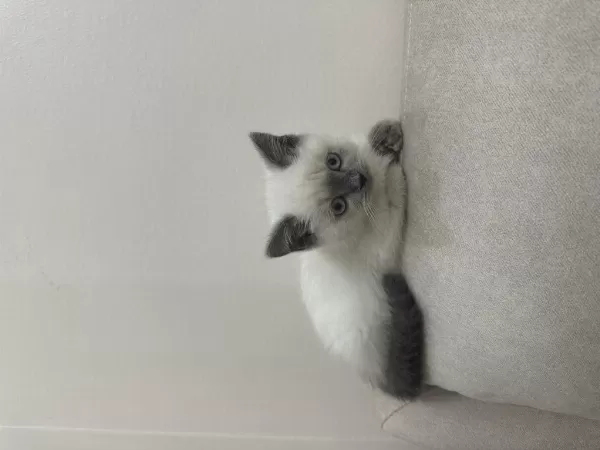 British Shorthair Blue Point Yavrular