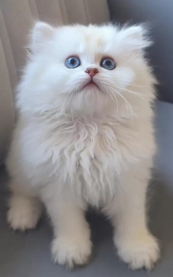 British Longhair Gökyüzünün En Güzel Tonu Bu Gözlerde