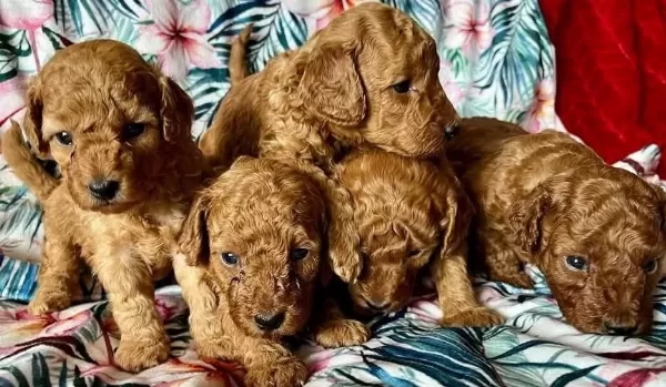 Toy Poodle İrk Garantili Yavrular