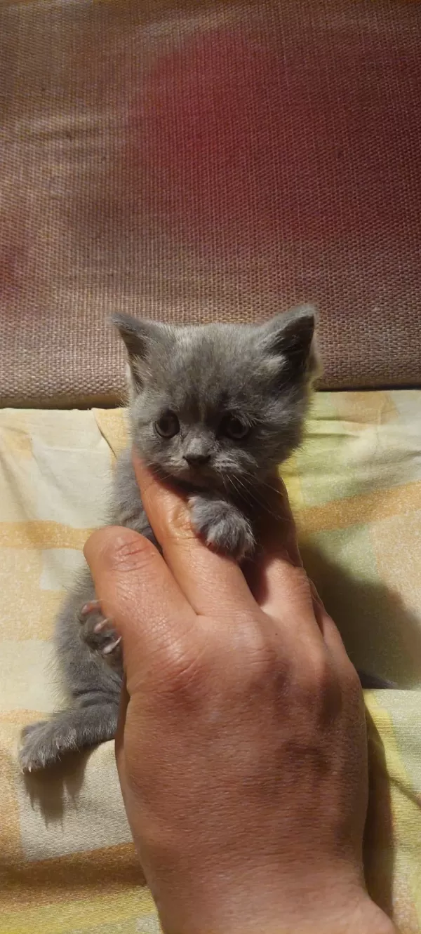 Sevimli British Shorthair Bebekler