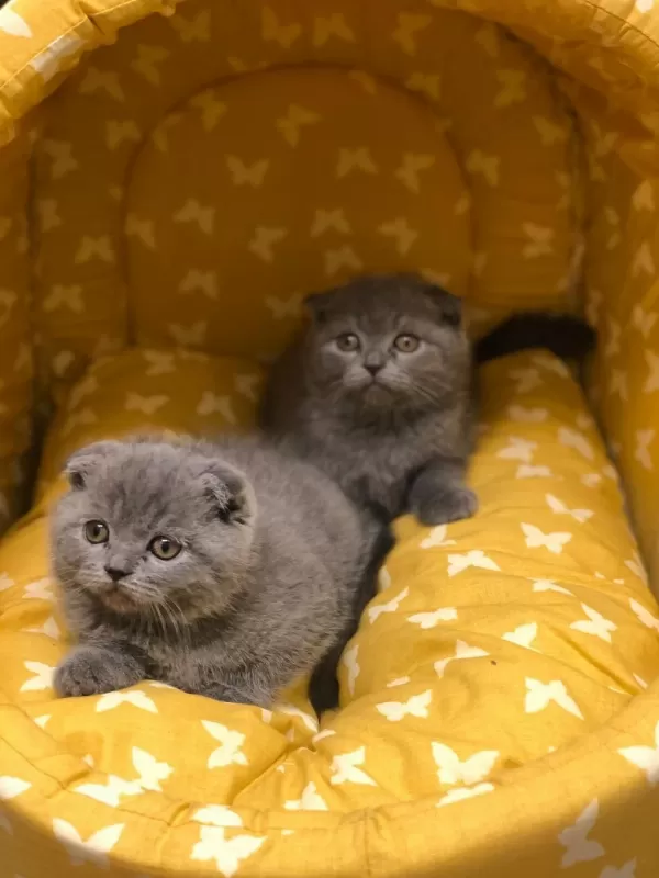 Baby Face Scottish Fold Yavrularim