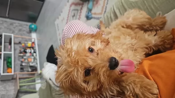 Harika 4 Aylık Maltipoo