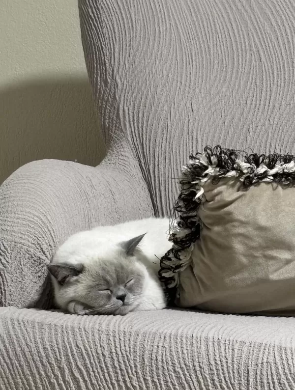 Prenses British Shorthair Kizlarimiz