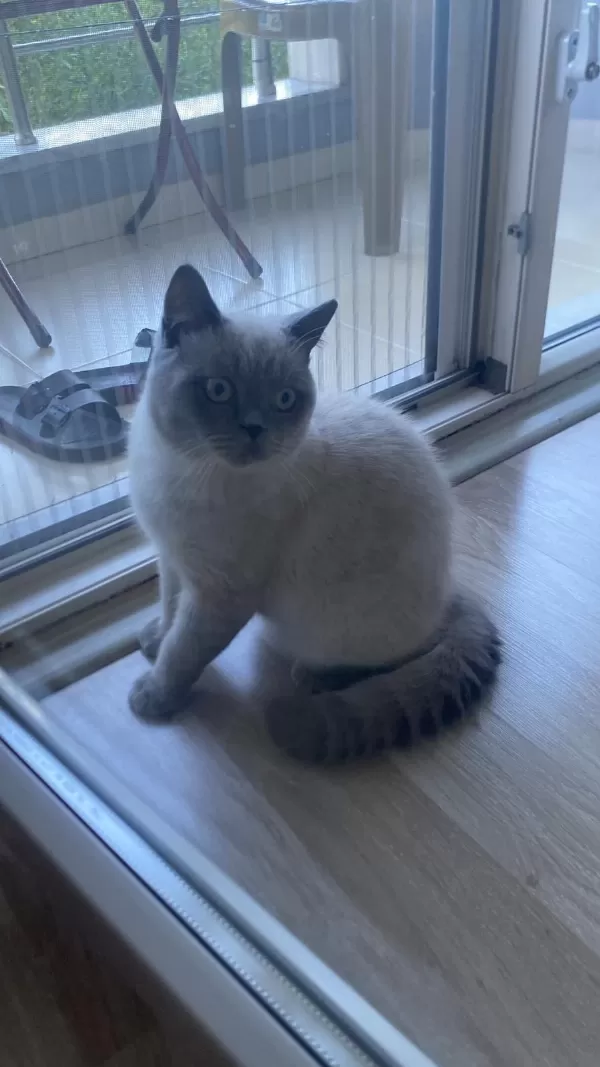 Sevimli British Shorthair Blue Point Kedimizi Sahiplendirmek