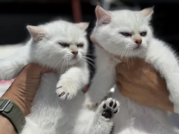 Ankarada Ziyarete Açık British Shorthair Ve Longhair