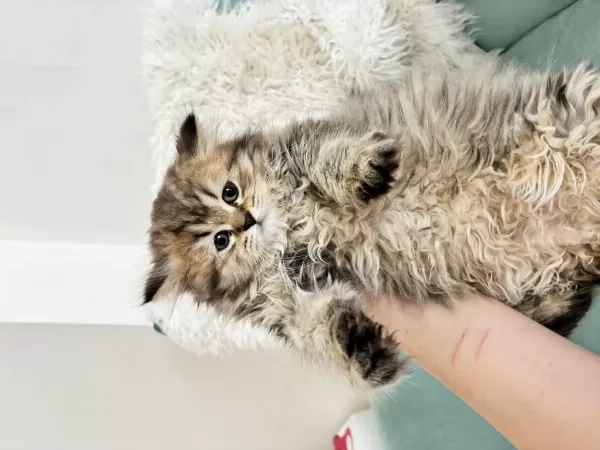 Mükemmel Güzellikteki British Shorthair Yavrular