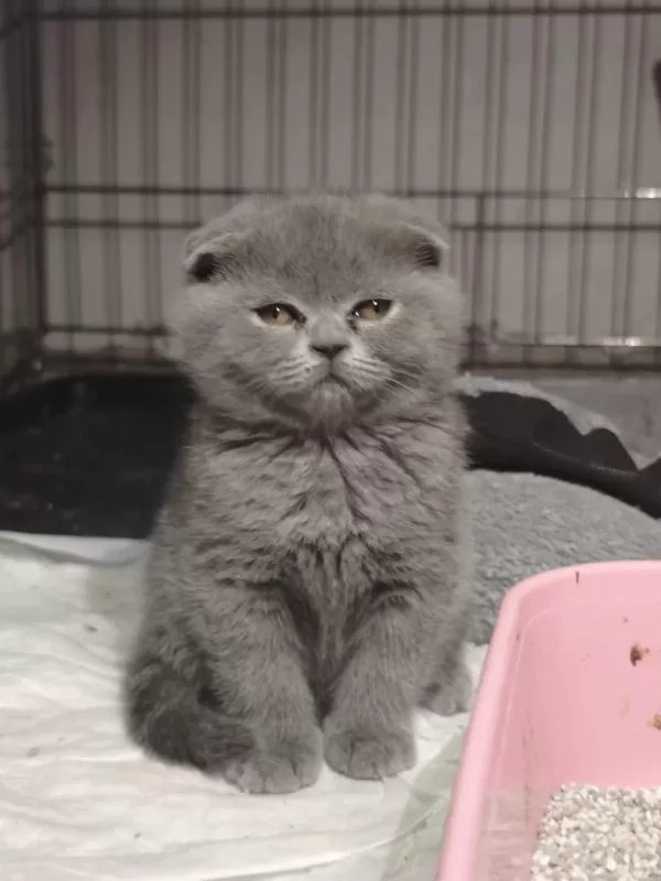 British Shorthair Ve Scottish Fold Yavrular Teslime Hazır