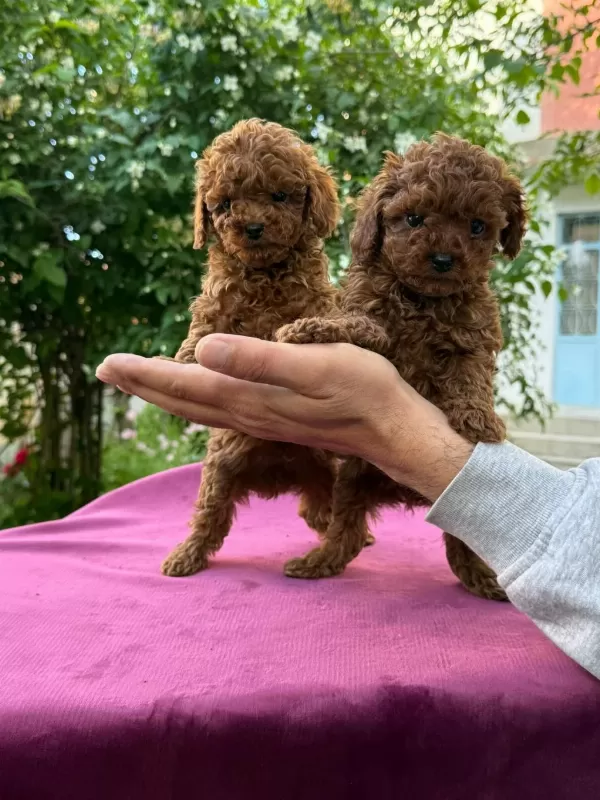 Orjinal Teacüp Toy Poodle