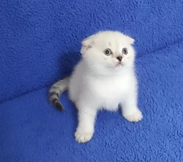 Teslime Hazir Mükemmel Bir Scottish Fold