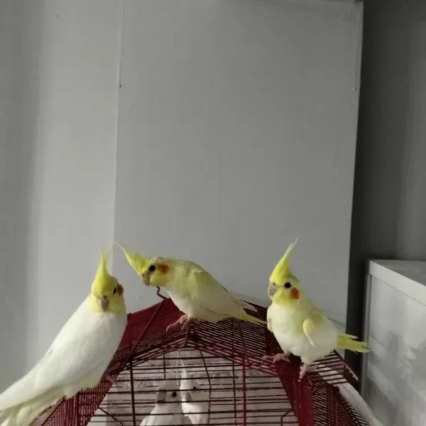 4 Aylık Yavru Sultan Papağanlar