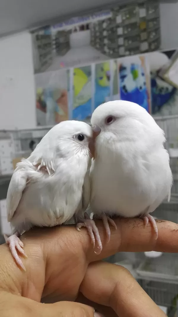 İsteyene Hobi Olarak Yada Üretim Amaçlı Muhabbet Kuşlar