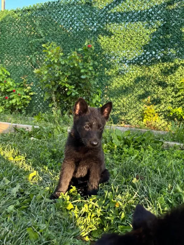 Solid Black Ve Bicolor Alman Kurdu Yavruları