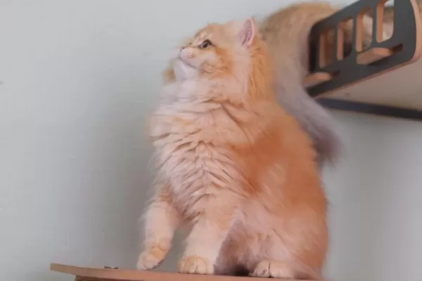 British Longhair Safkan Dişi