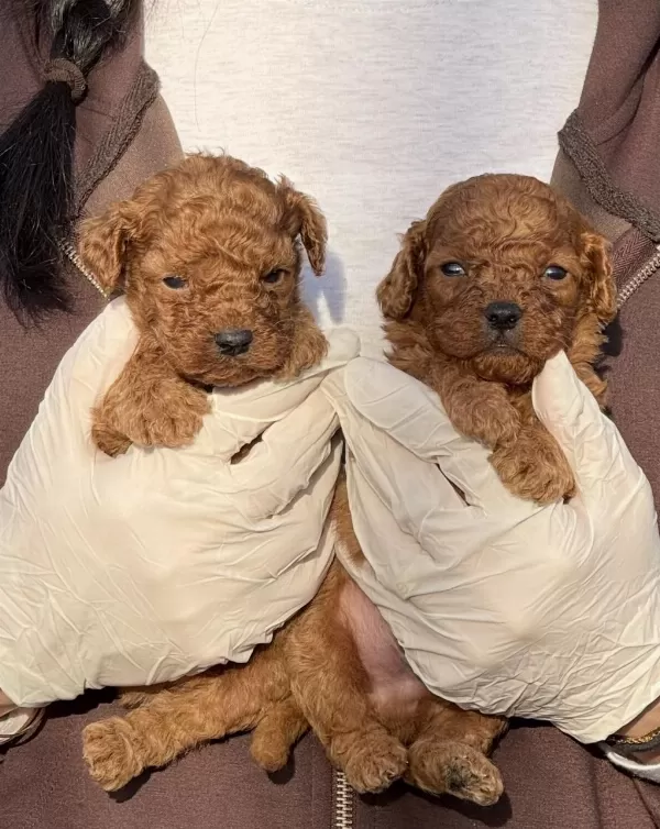 Toypoodle Sevimli Yavrular