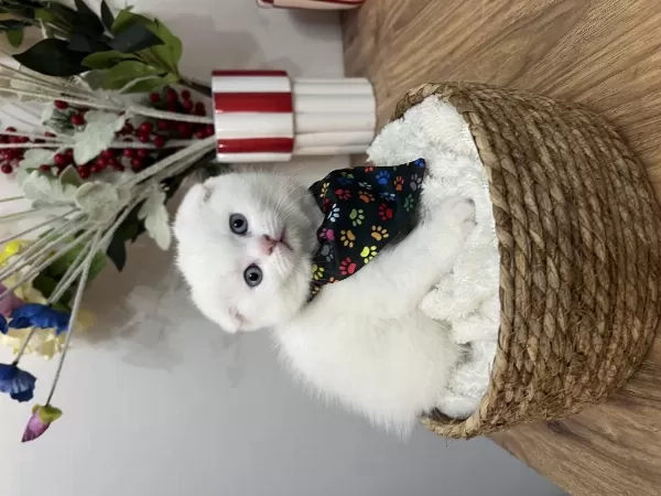 Yakışıklı Scottish Fold Oğlan