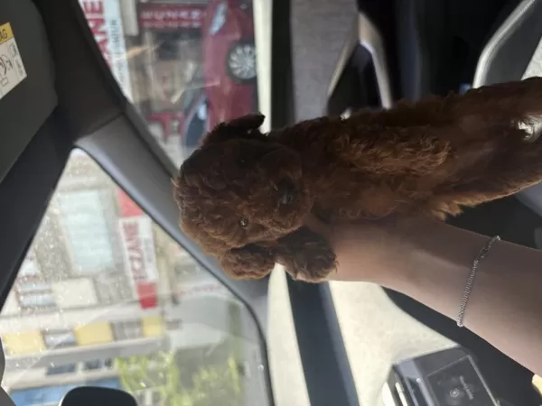 Red Toy Poodle Yavrularim