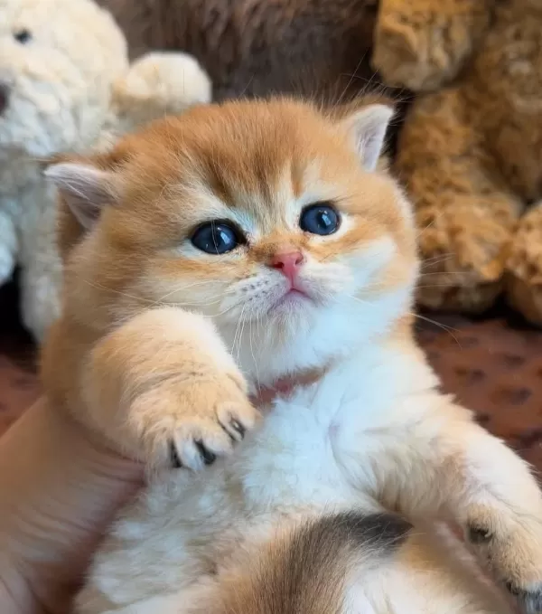 Yavru Bebek British Shorthair