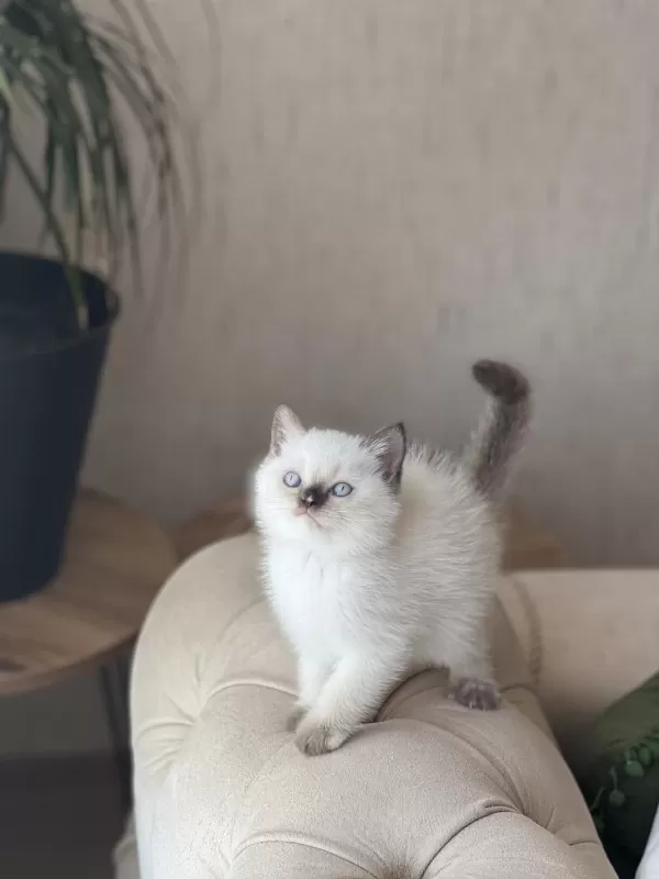 Ev Ortaminda Büyümüş Sosyal British Shorthair Yavrum