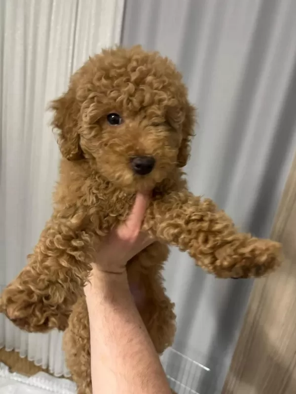 4 Aylık Dişi Toy Poodle