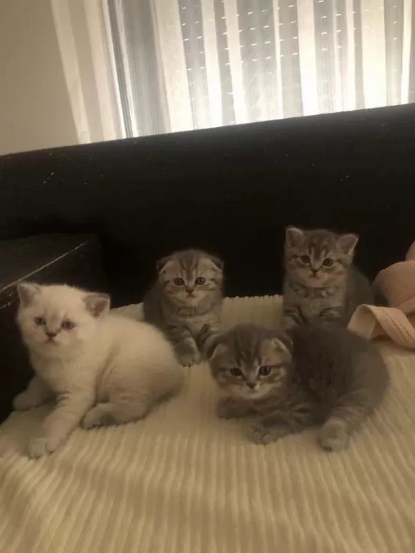 Blue Point British Shorthair Yavrular