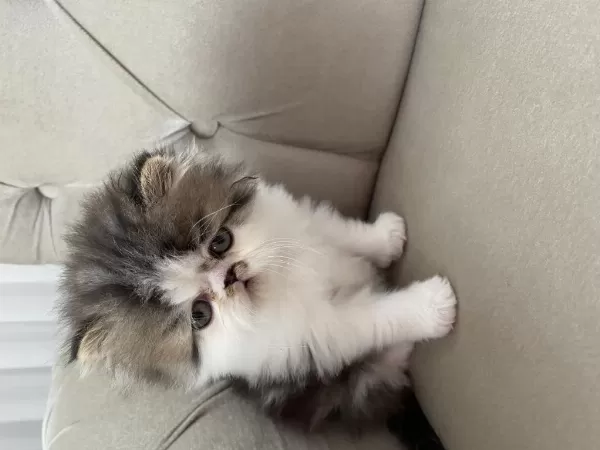 Harika Tatlı Kedimiz