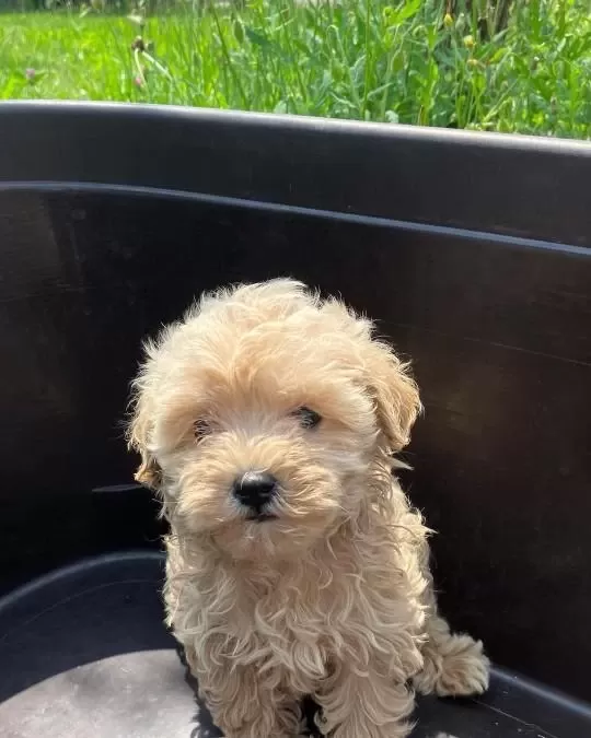İrk Garantili Maltipoo Yavrulari