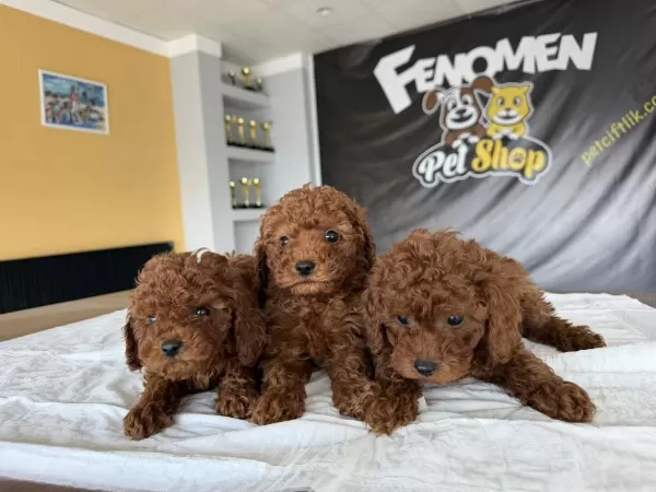 Tr Nin First Class Toy Poodle Yavrulari Ankara Mağazamzda