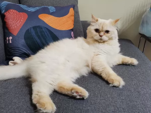 5 Yaşında Kısırlaştırılmış British Longhair