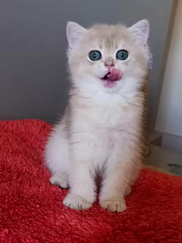 Blue Golden Dişi Yavru British Shorthair