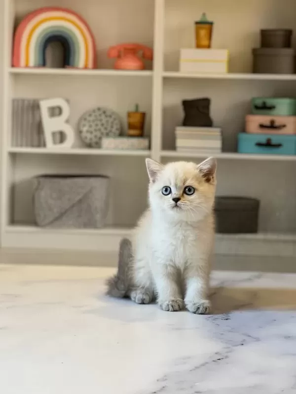 Birbirinden Güzel British Shorthair Yavrularim