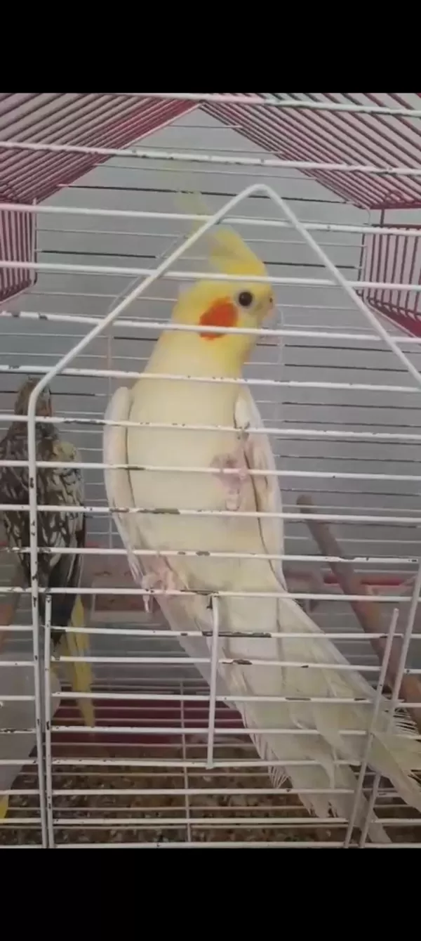 Çift Tecrübeli Sultan Papağanı