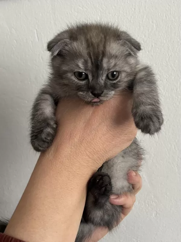 Yavru Scottish Fold Kedimiz İçin Ulaşın