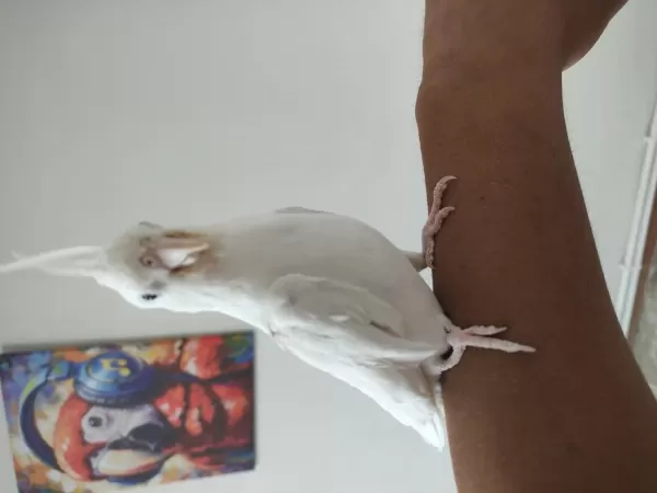 Albino Sultan Papağanı Ele Alıştık