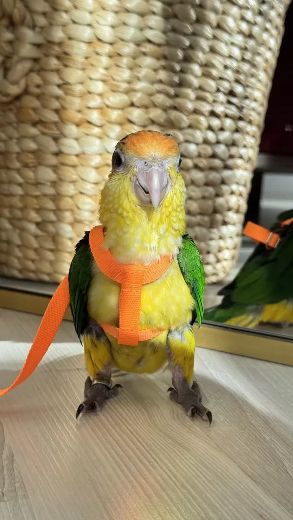 6 Aylık Caique Full Evcil İsırması Yok