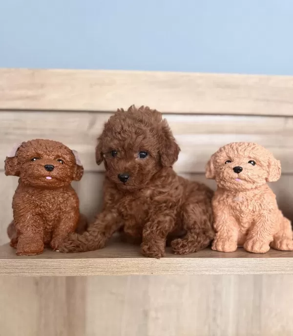 Gerçek Red Brown Biblo Ev Doğum Poodle