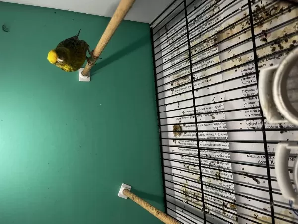 1 Erkek Ve 2 Dişi Golden Lizard Kanarya