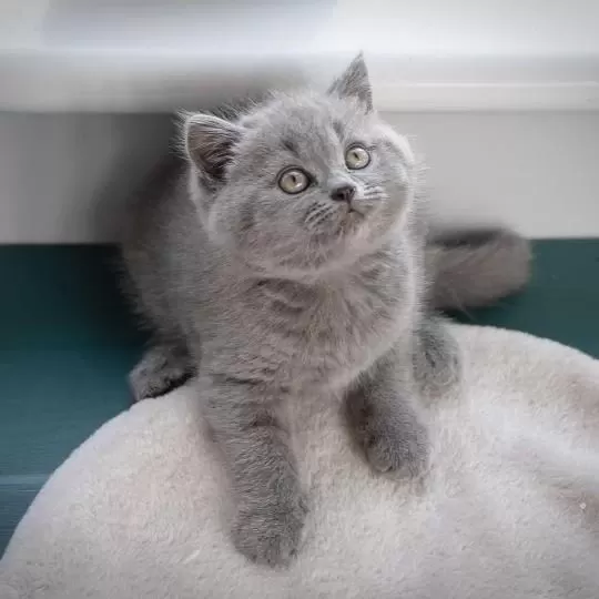 British Shorthair Yavrulari